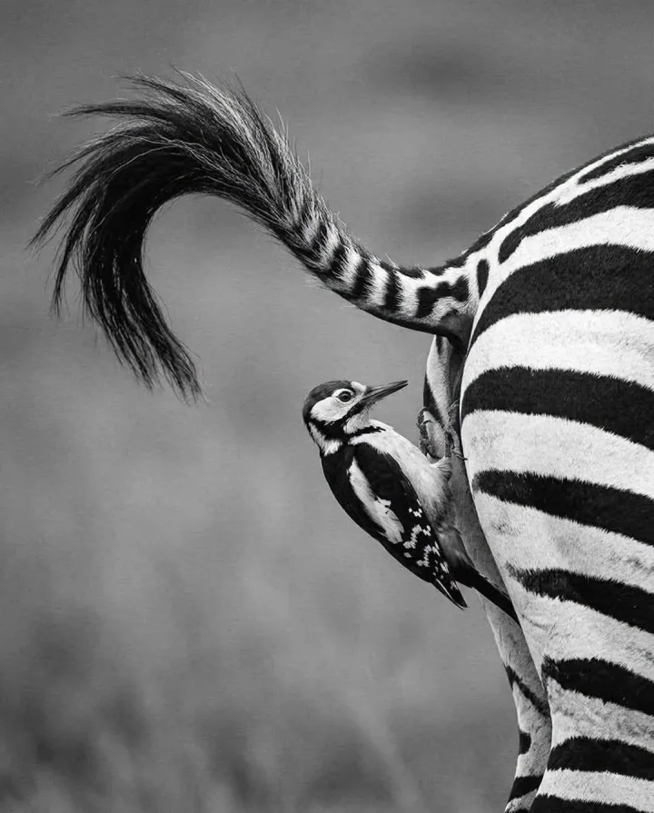 alb-negru cu zebra