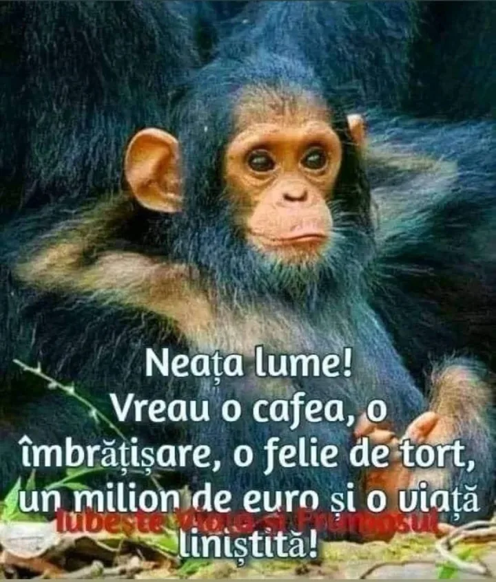 Neata lume! Vreau o cafea, o imbratisare, o felie de tort, un milion de euro si o viata mbe...