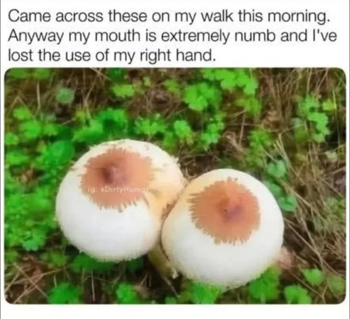 cu ciuperca puffball, ciuperca si text care spune Came across these on my walk this morning...