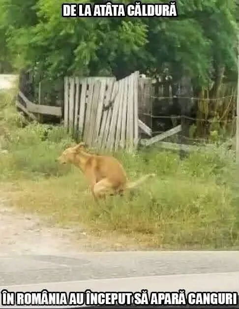 Cu animal si text de la atata caldura in romania au inceput sa apara canguri