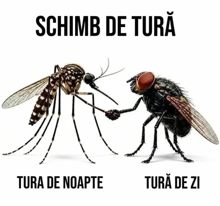 Schimb de tura tura de noapte tura de zi